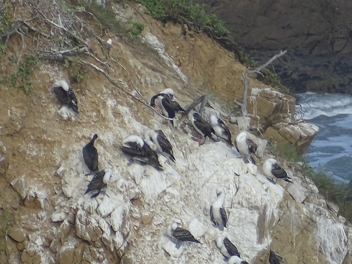 Peruvian Booby - ML578500881