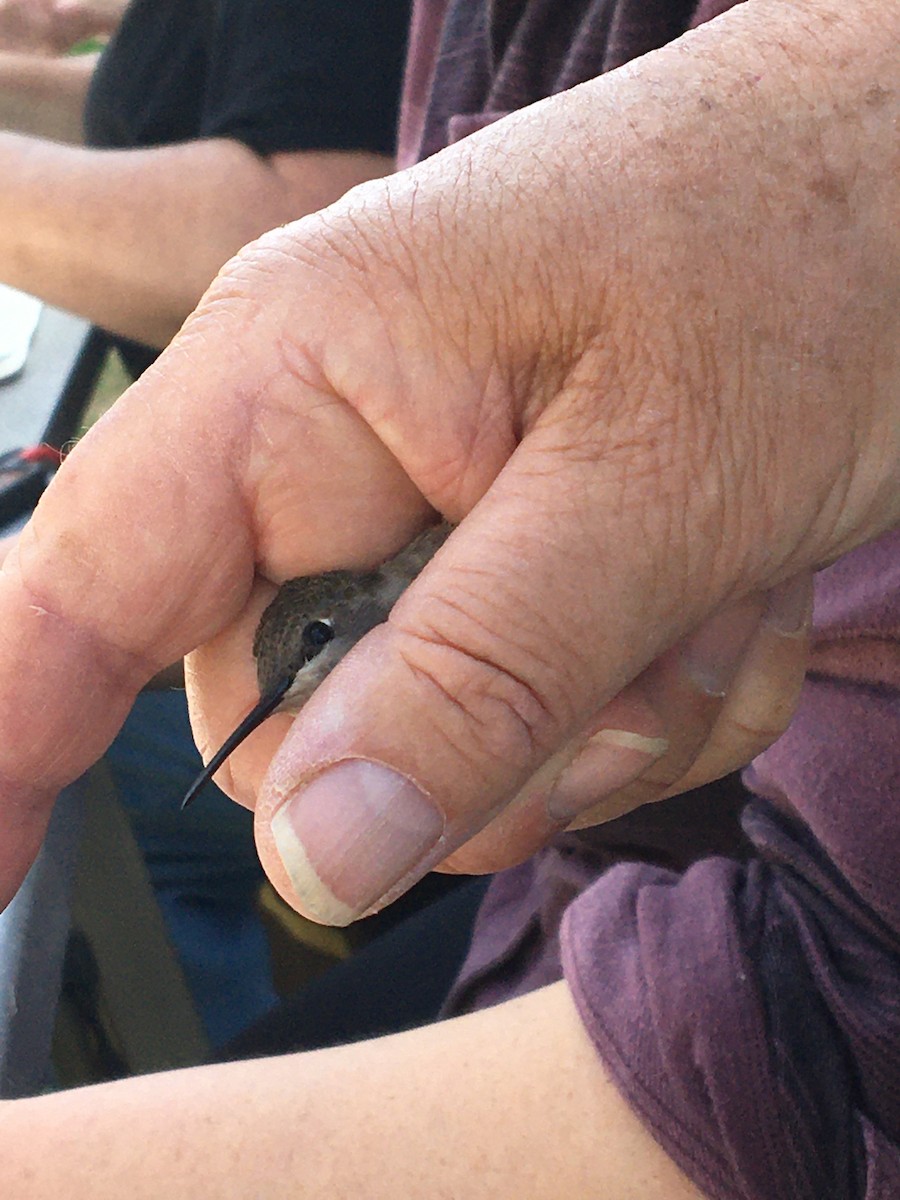 Black-chinned Hummingbird - ML578501041