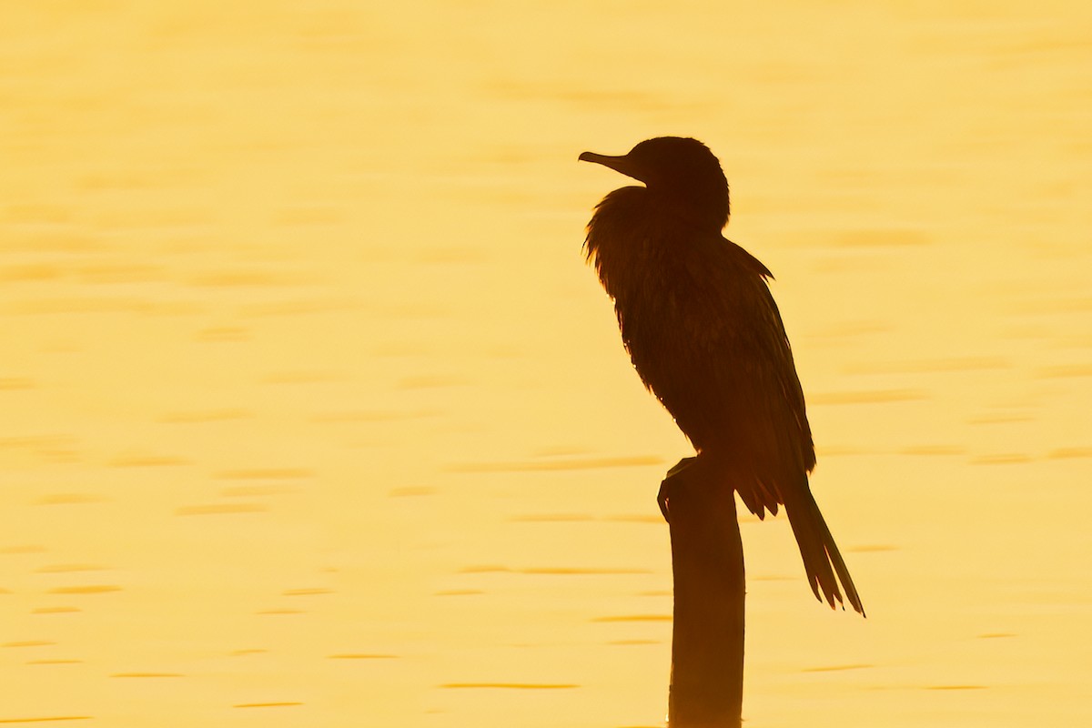 Great Cormorant (Australasian) - ML578501201