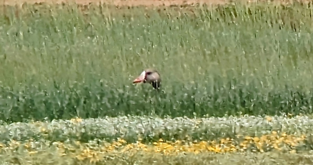 Greater White-fronted Goose - ML578502861