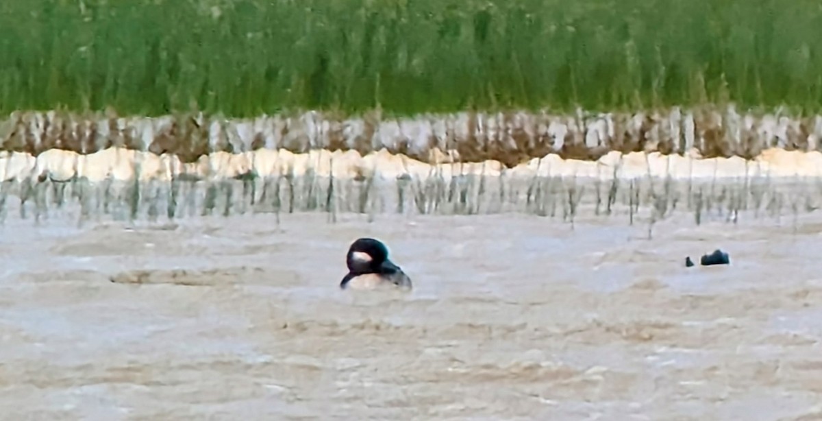 Bufflehead - ML578503101