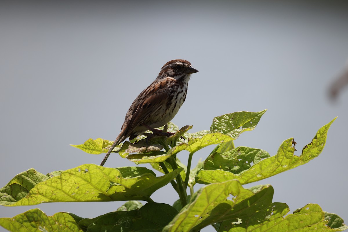 Song Sparrow - Lindsey Mitchell