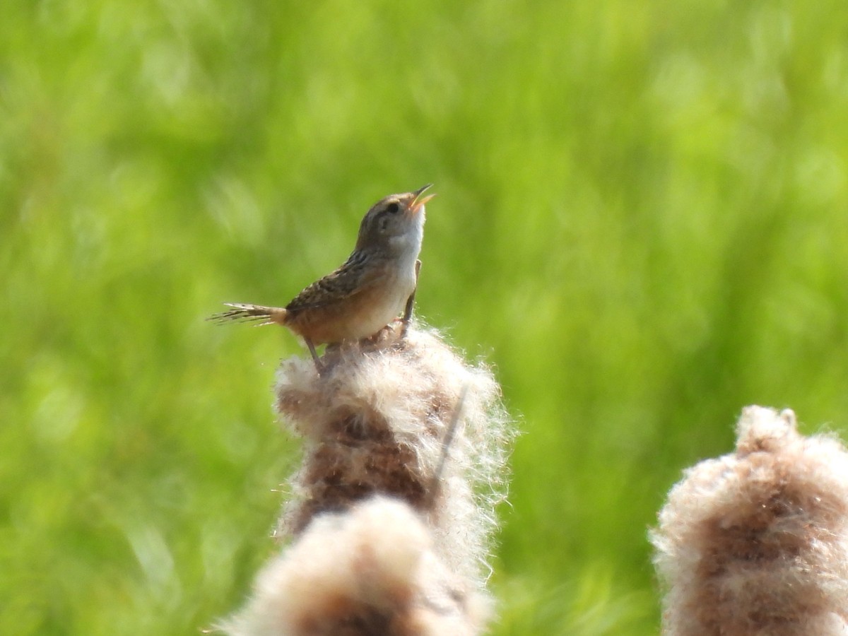 Sedge Wren - ML578503721