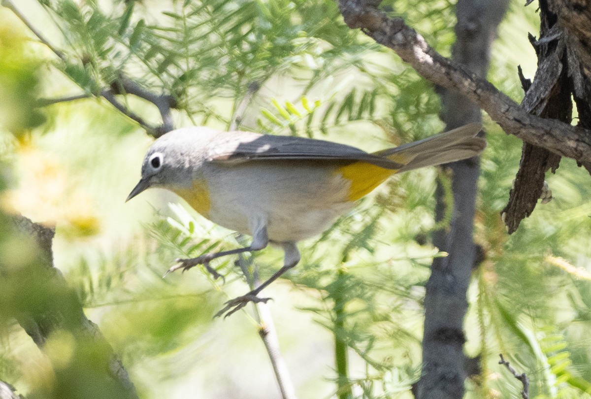 Virginia's Warbler - ML578504951