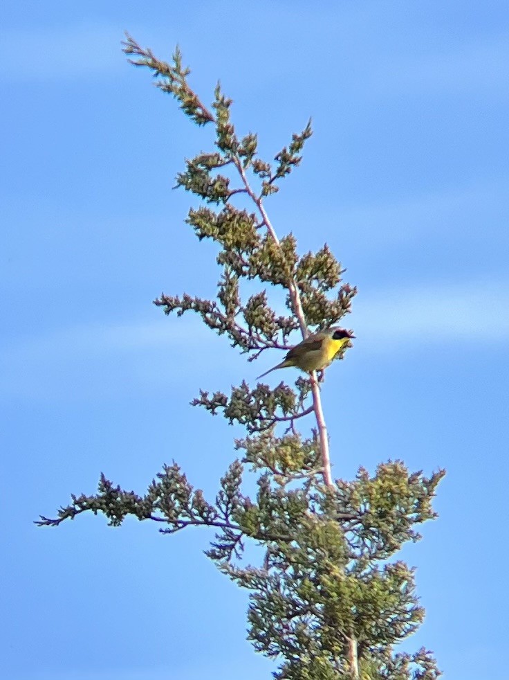 Common Yellowthroat - ML578505321