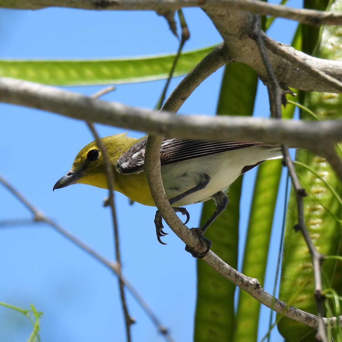 Yellow-throated Vireo - ML578505341