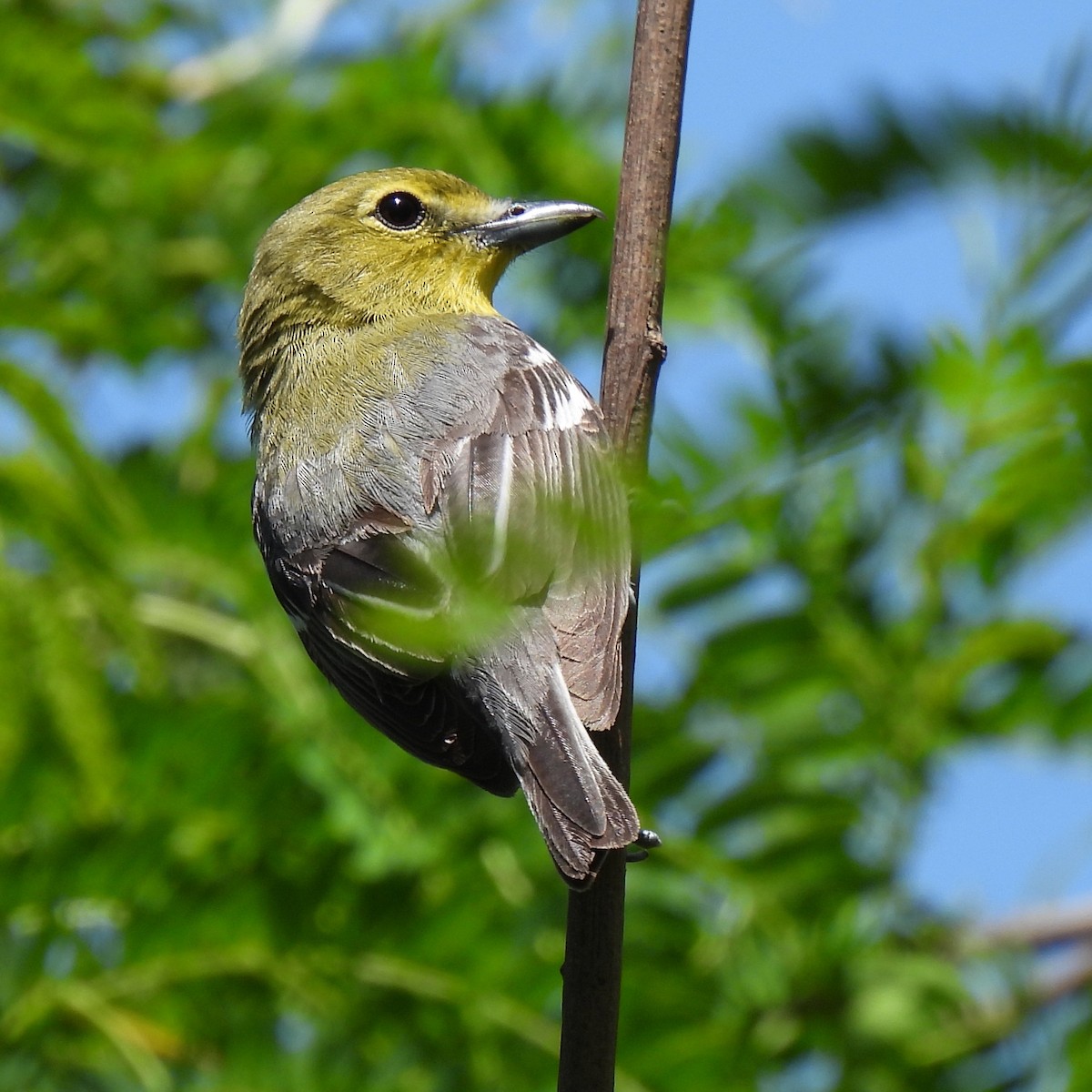 Yellow-throated Vireo - ML578505351