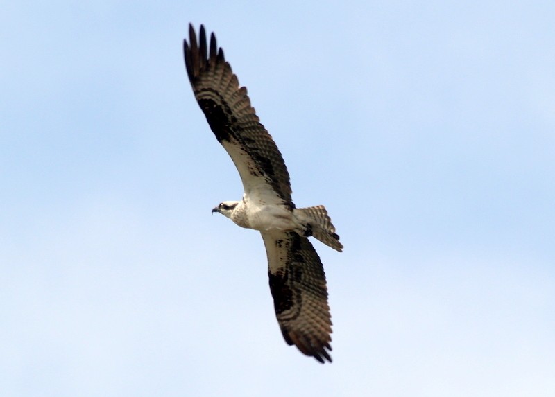 Águila Pescadora - ML578506951