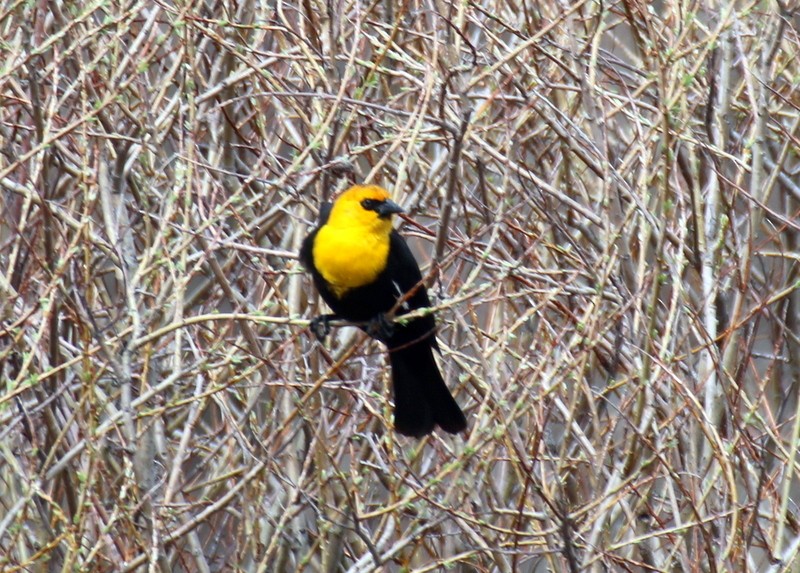 Yellow-headed Blackbird - ML578507351