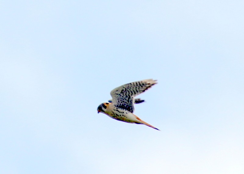 American Kestrel - ML578508151