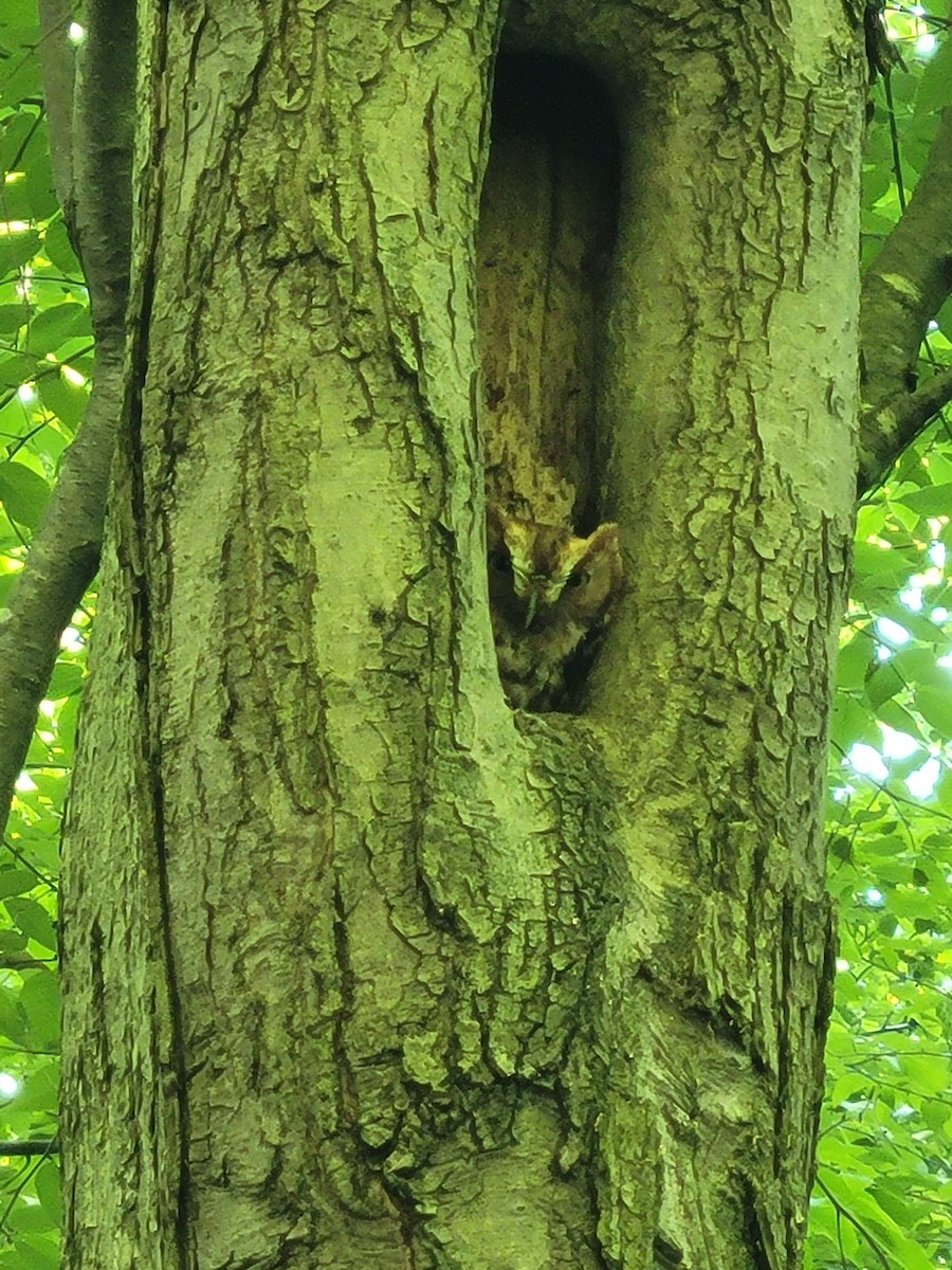 Eastern Screech-Owl - ML578508341