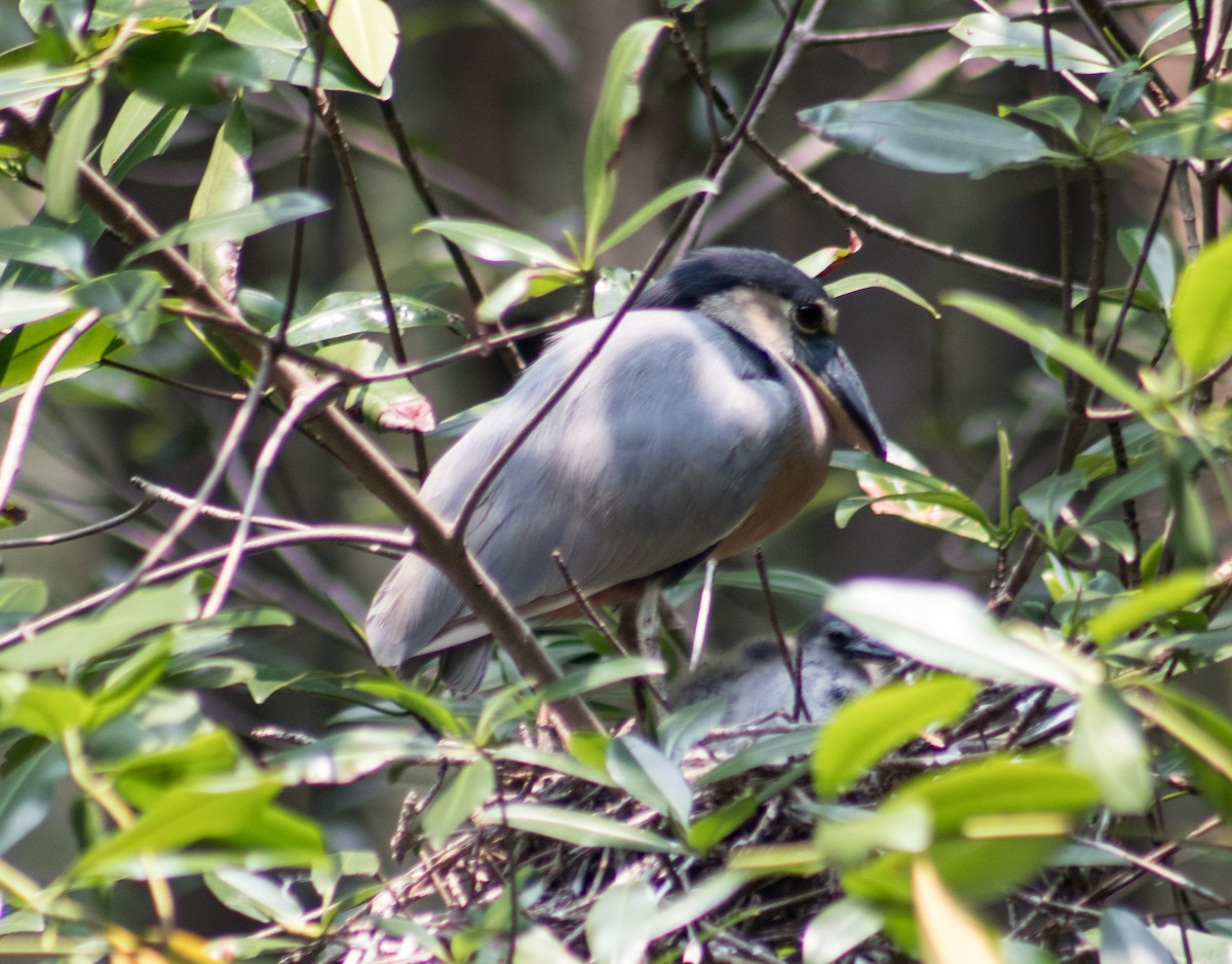 Boat-billed Heron - ML578508681