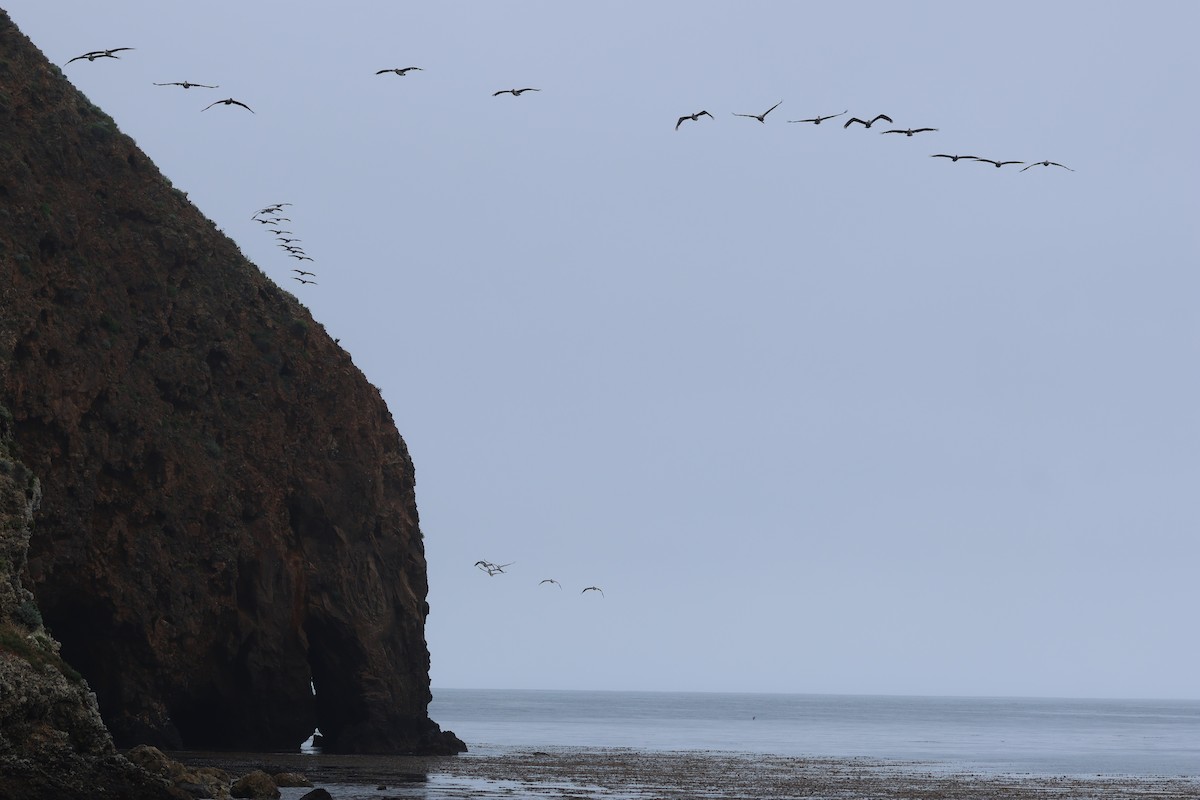 Brown Pelican - ML578509211