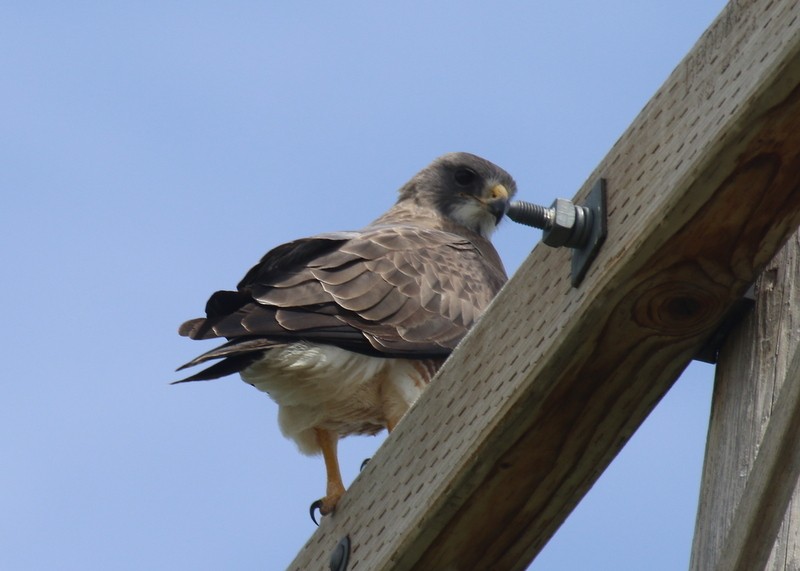 Swainson's Hawk - ML578509541