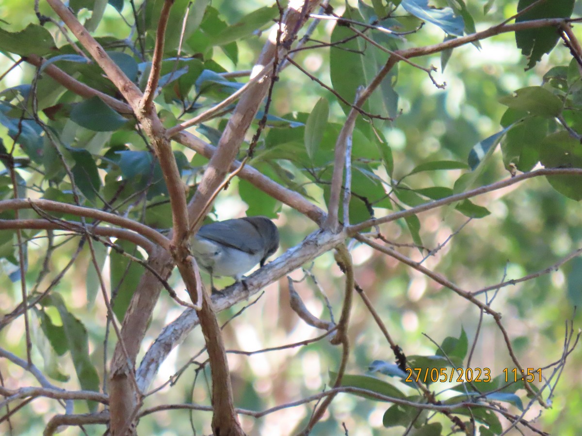 Gray Shrikethrush - Kenny Spottit