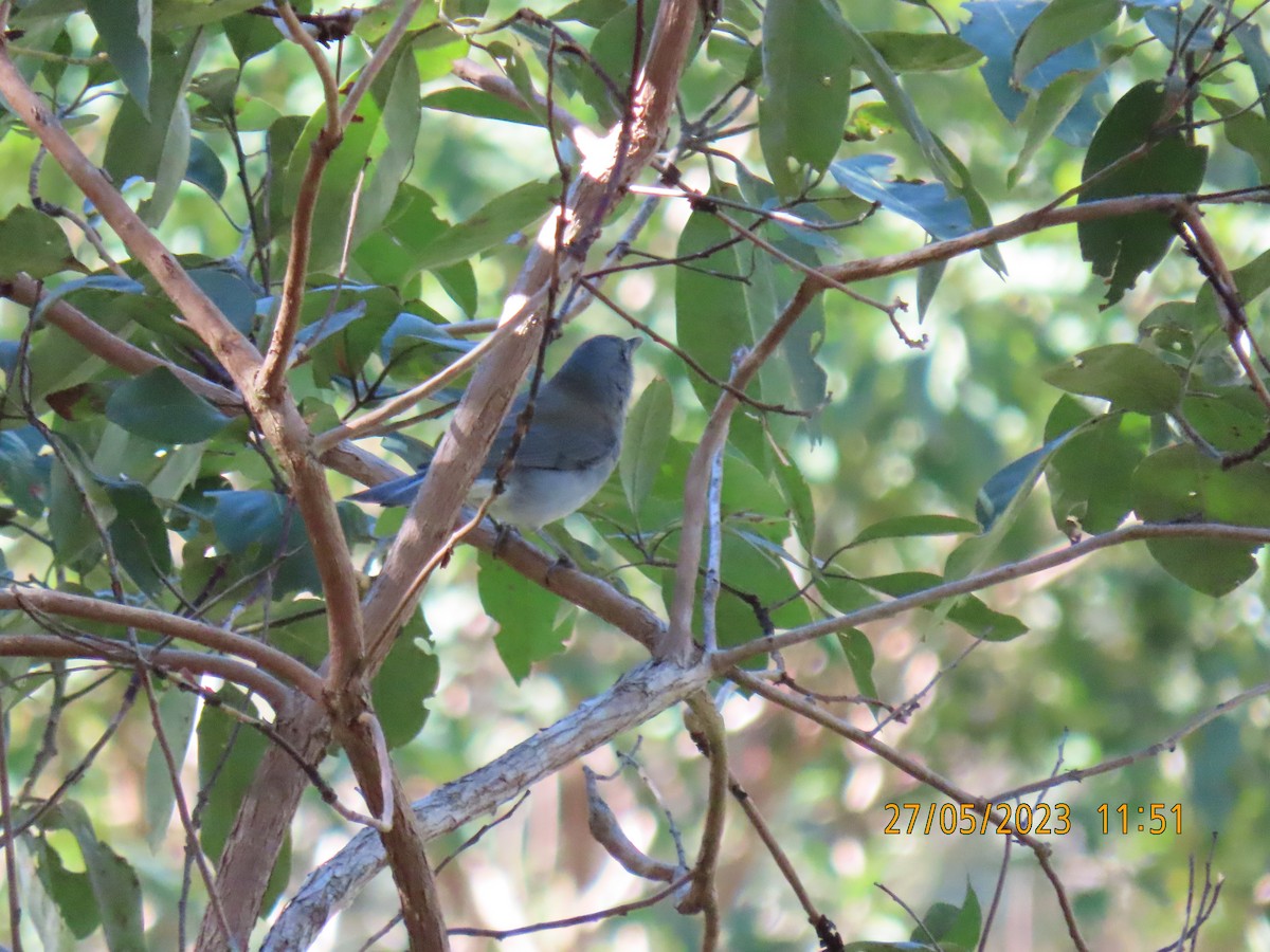 Gray Shrikethrush - ML578512321