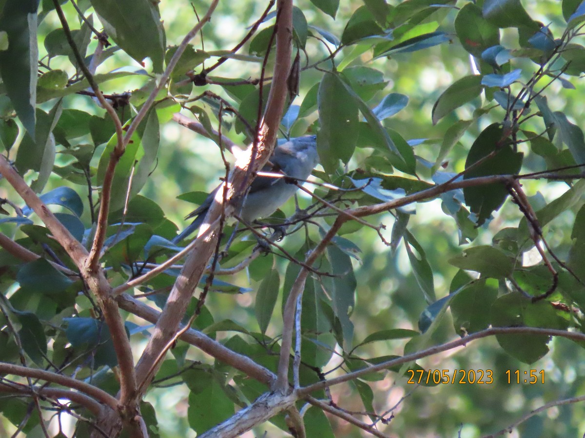 Gray Shrikethrush - ML578512331