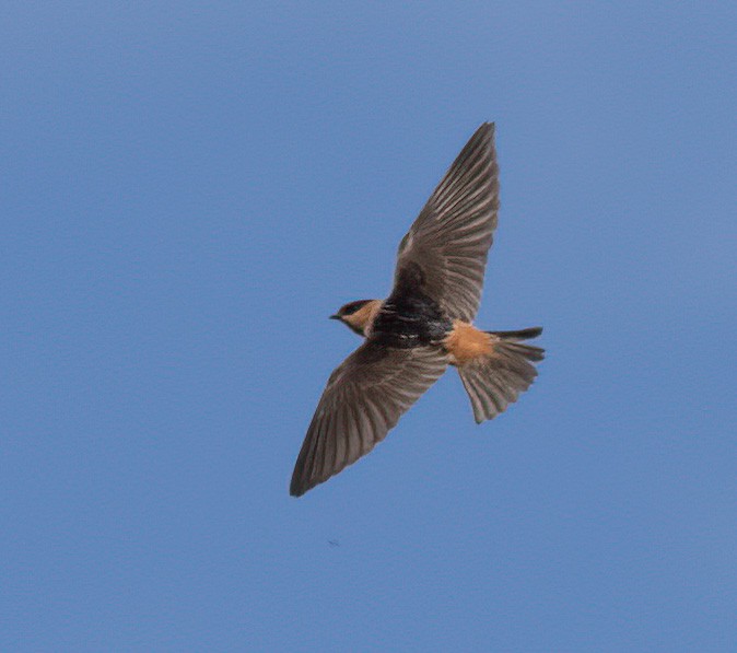 Golondrina Pueblera - ML578513891