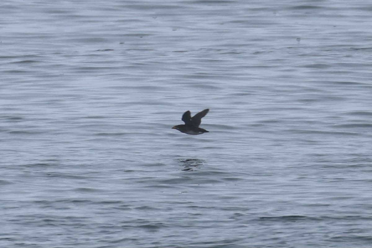 Rhinoceros Auklet - ML578515441