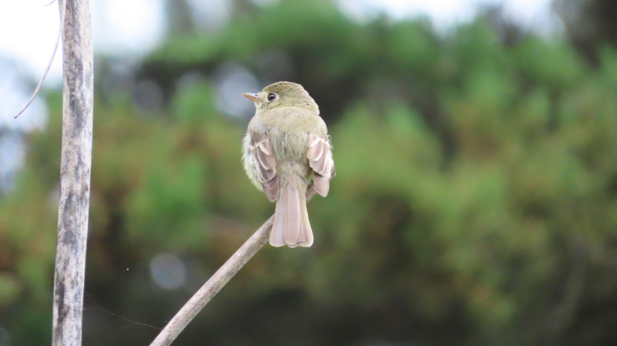 Western Flycatcher (Pacific-slope) - ML578515951