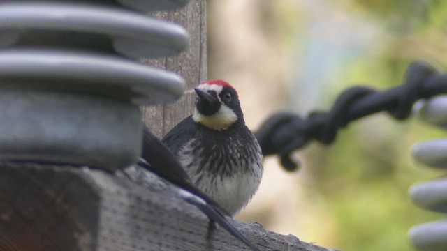 Acorn Woodpecker - ML578515991