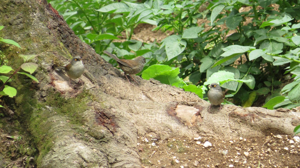 Yellow-eyed Junco (Guatemalan) - ML578516081