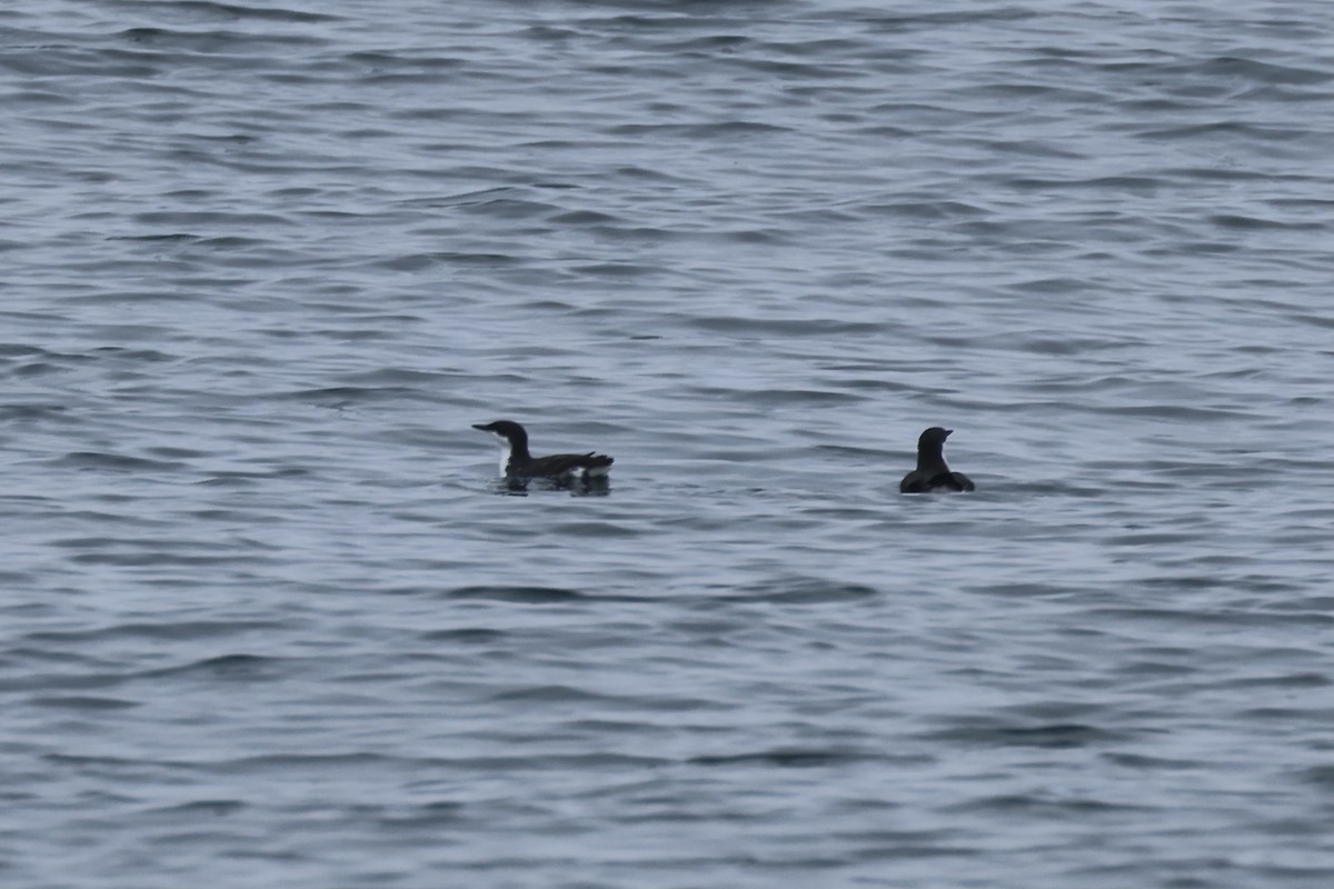 Scripps's Murrelet - ML578516091