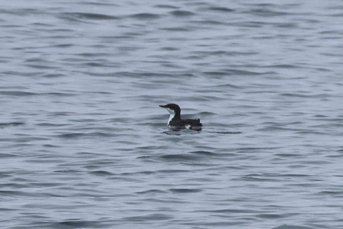 Scripps's Murrelet - ML578516121