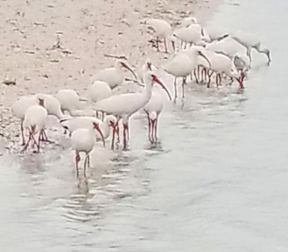 White Ibis - Carl Bomkamp