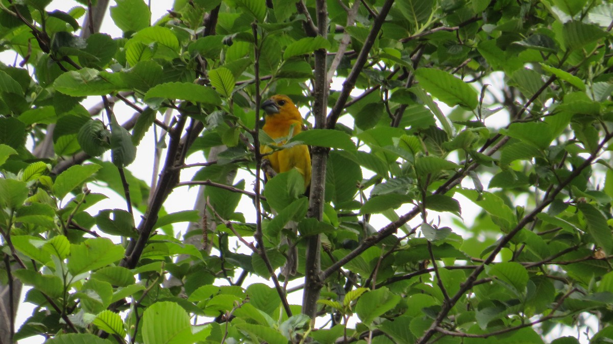 Yellow Grosbeak (Guatemalan) - Angela Romanczuk