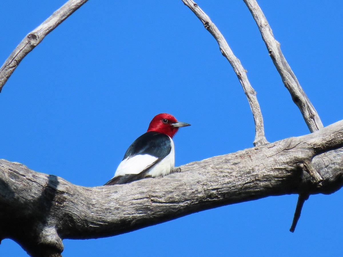 Red-headed Woodpecker - Diane Roberts