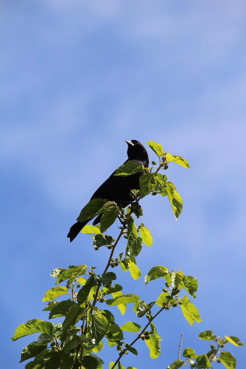 American Crow - ML57851851