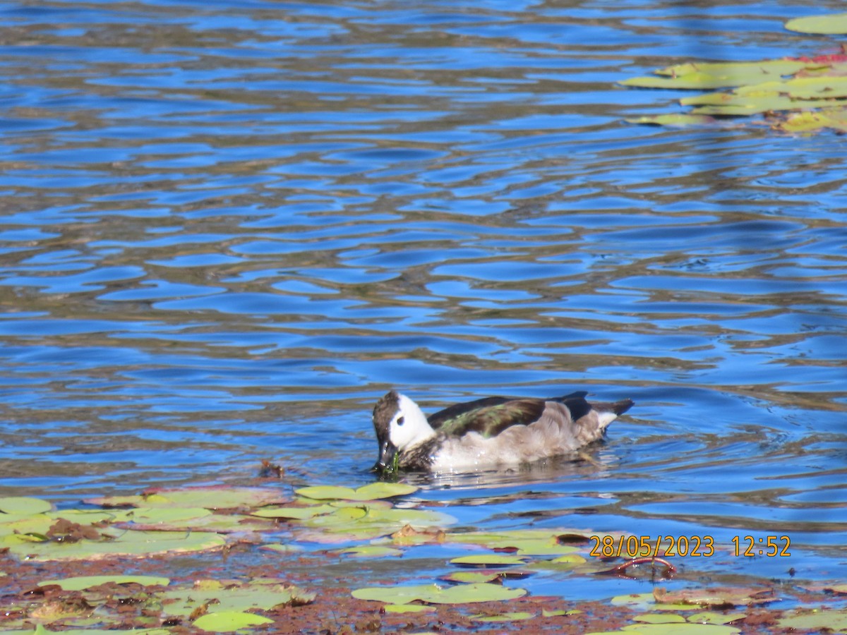 Cotton Pygmy-Goose - ML578518971