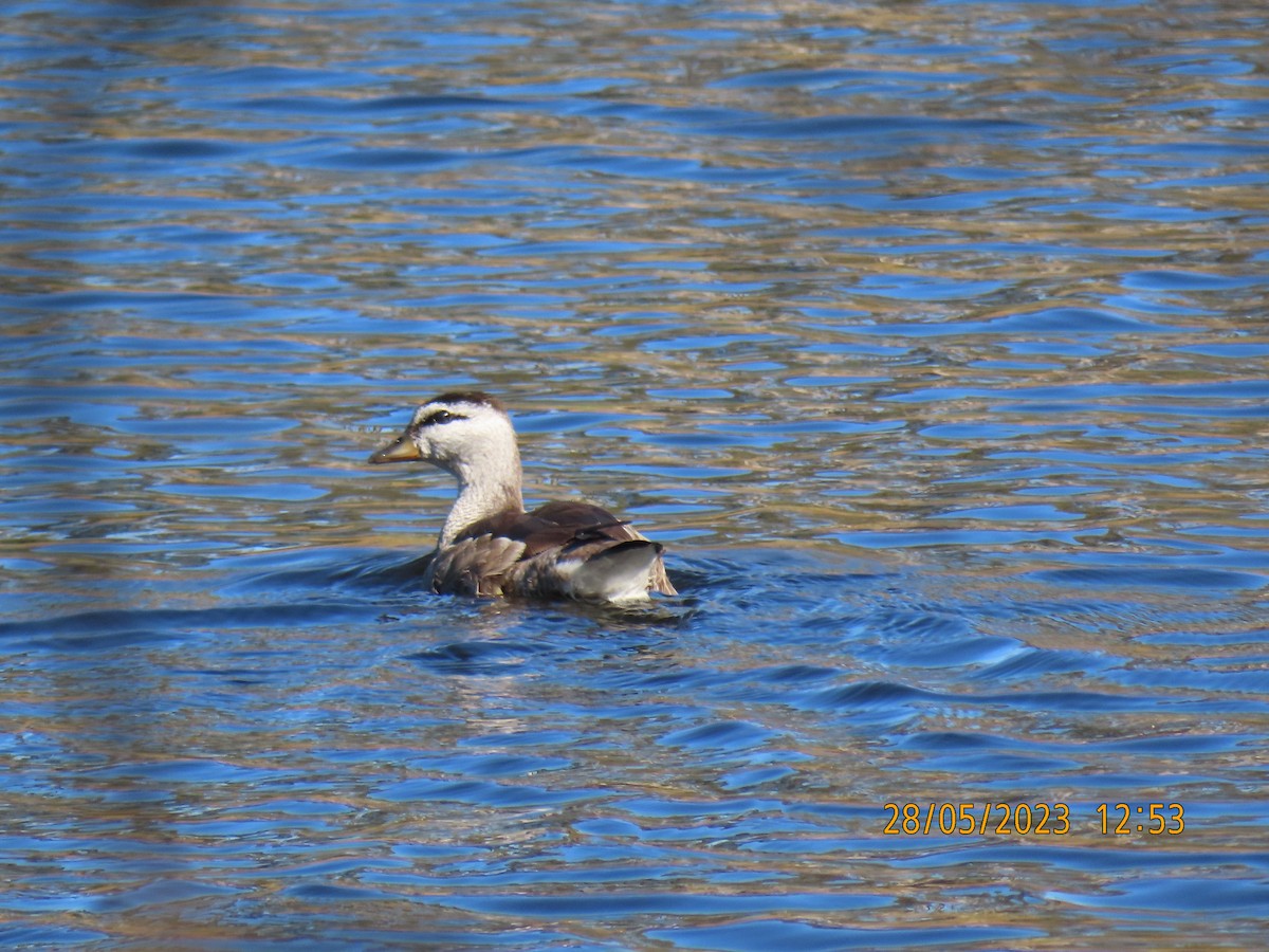 Cotton Pygmy-Goose - ML578518981