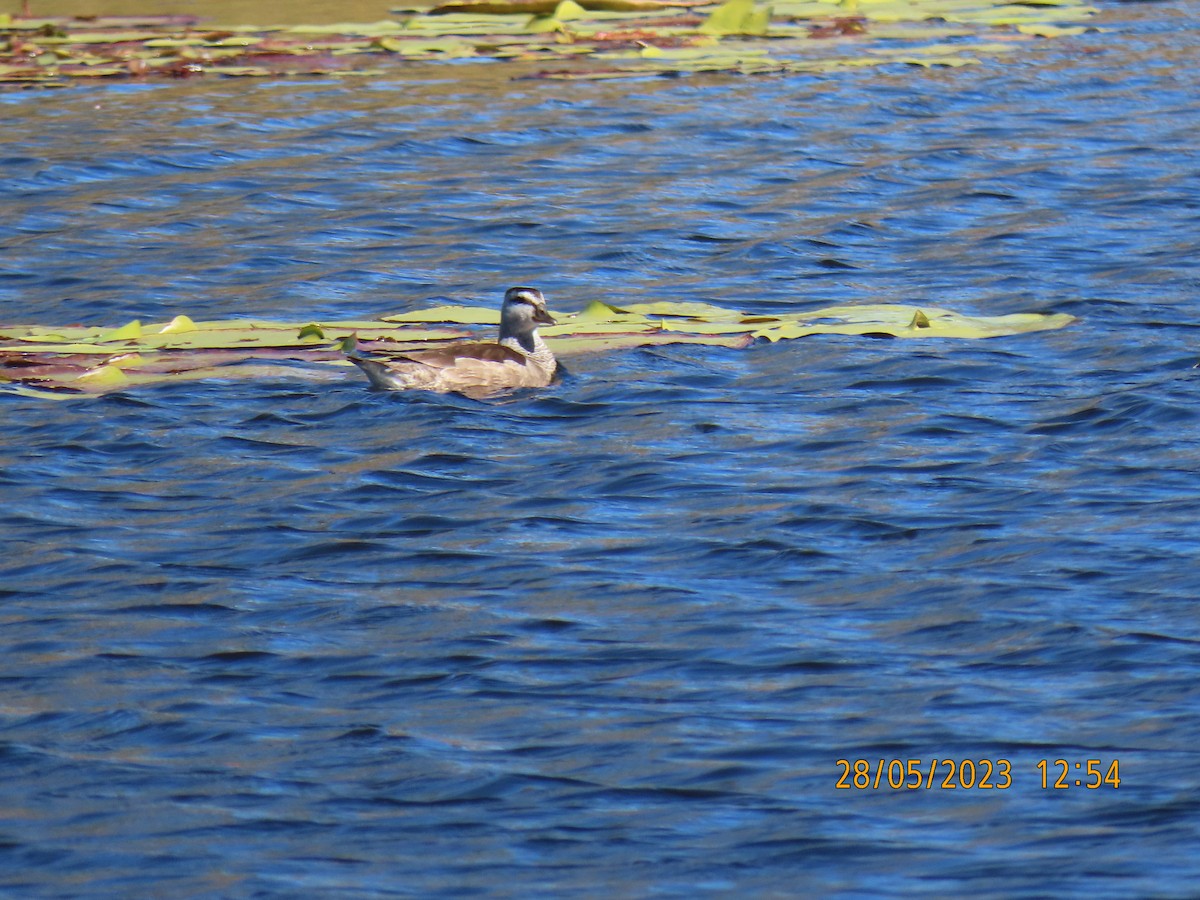 Cotton Pygmy-Goose - ML578518991