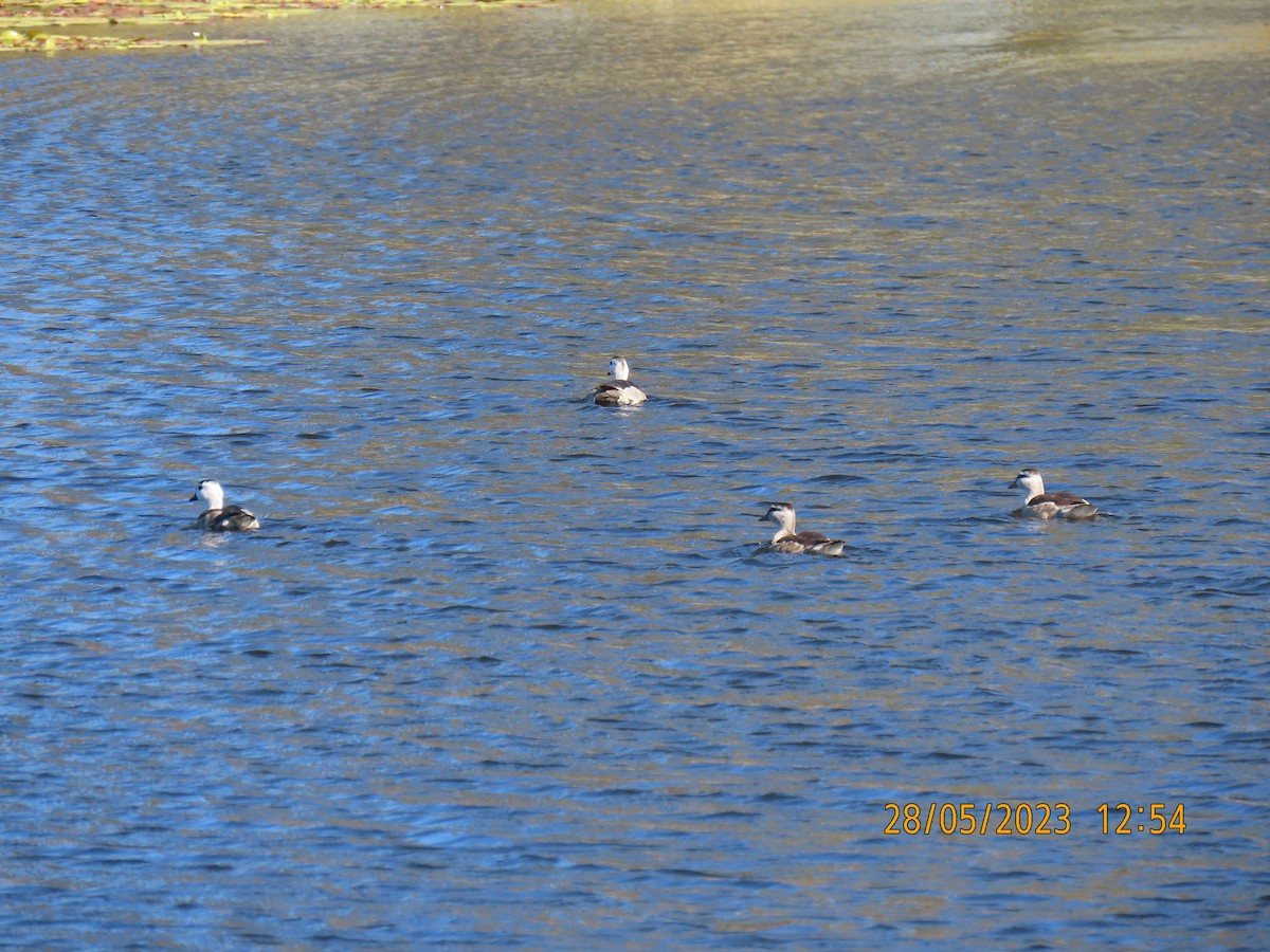 Cotton Pygmy-Goose - ML578519001