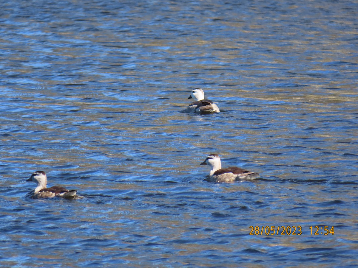 Cotton Pygmy-Goose - ML578519011