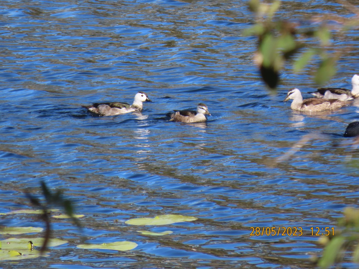 Cotton Pygmy-Goose - ML578519021