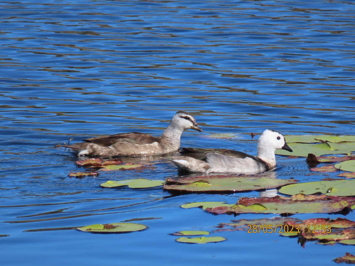 Cotton Pygmy-Goose - ML578519031