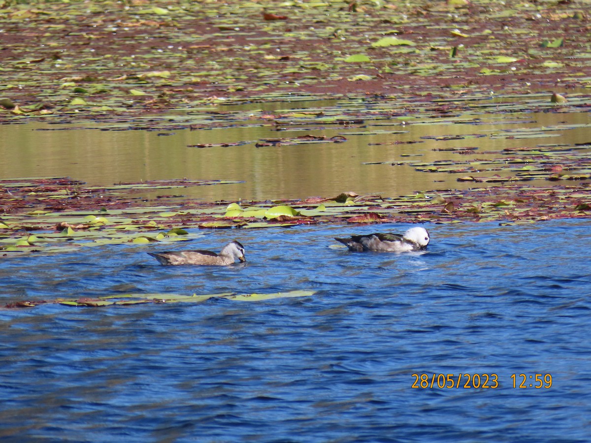 Cotton Pygmy-Goose - ML578519041
