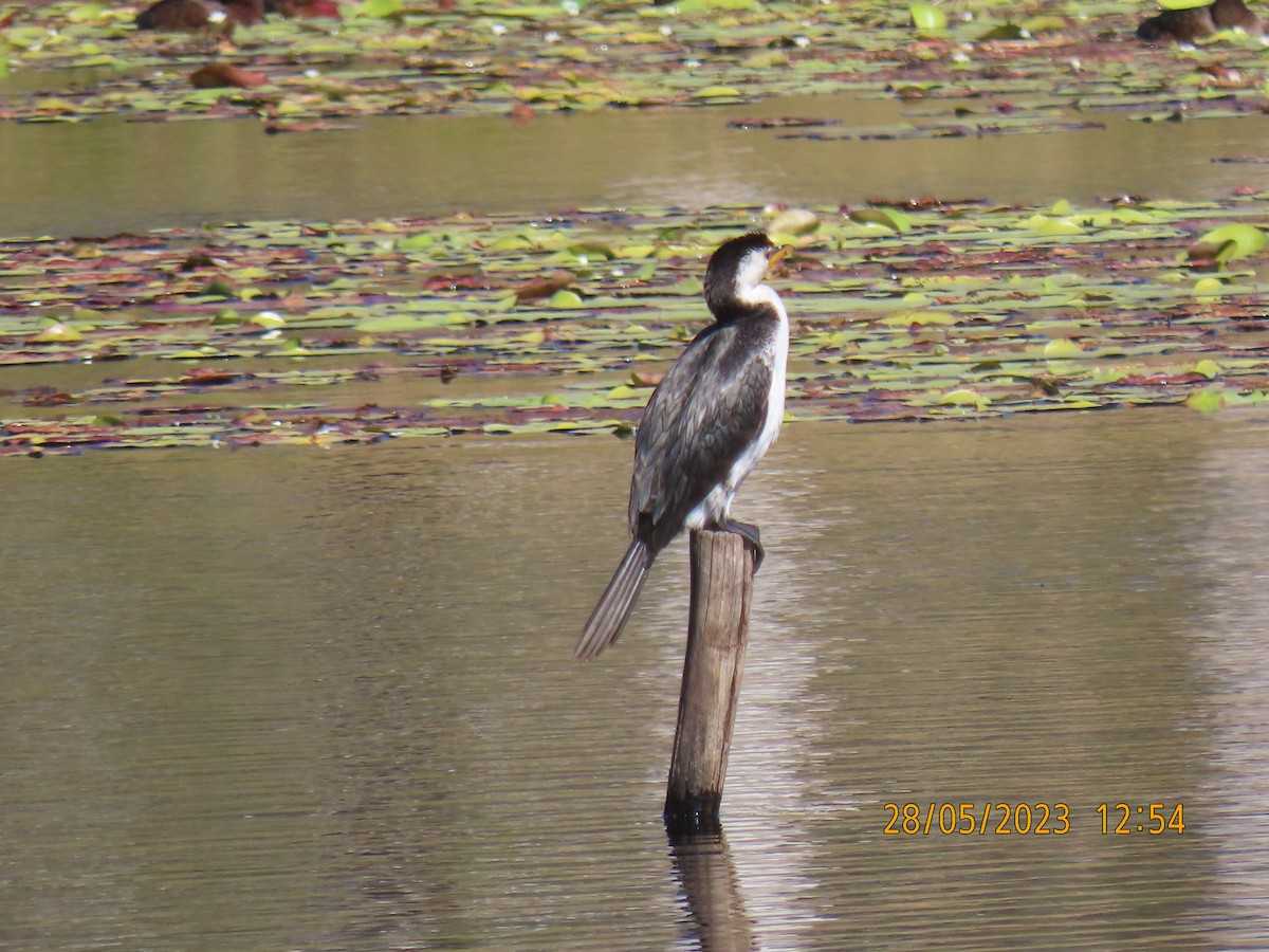 Little Pied Cormorant - ML578519051