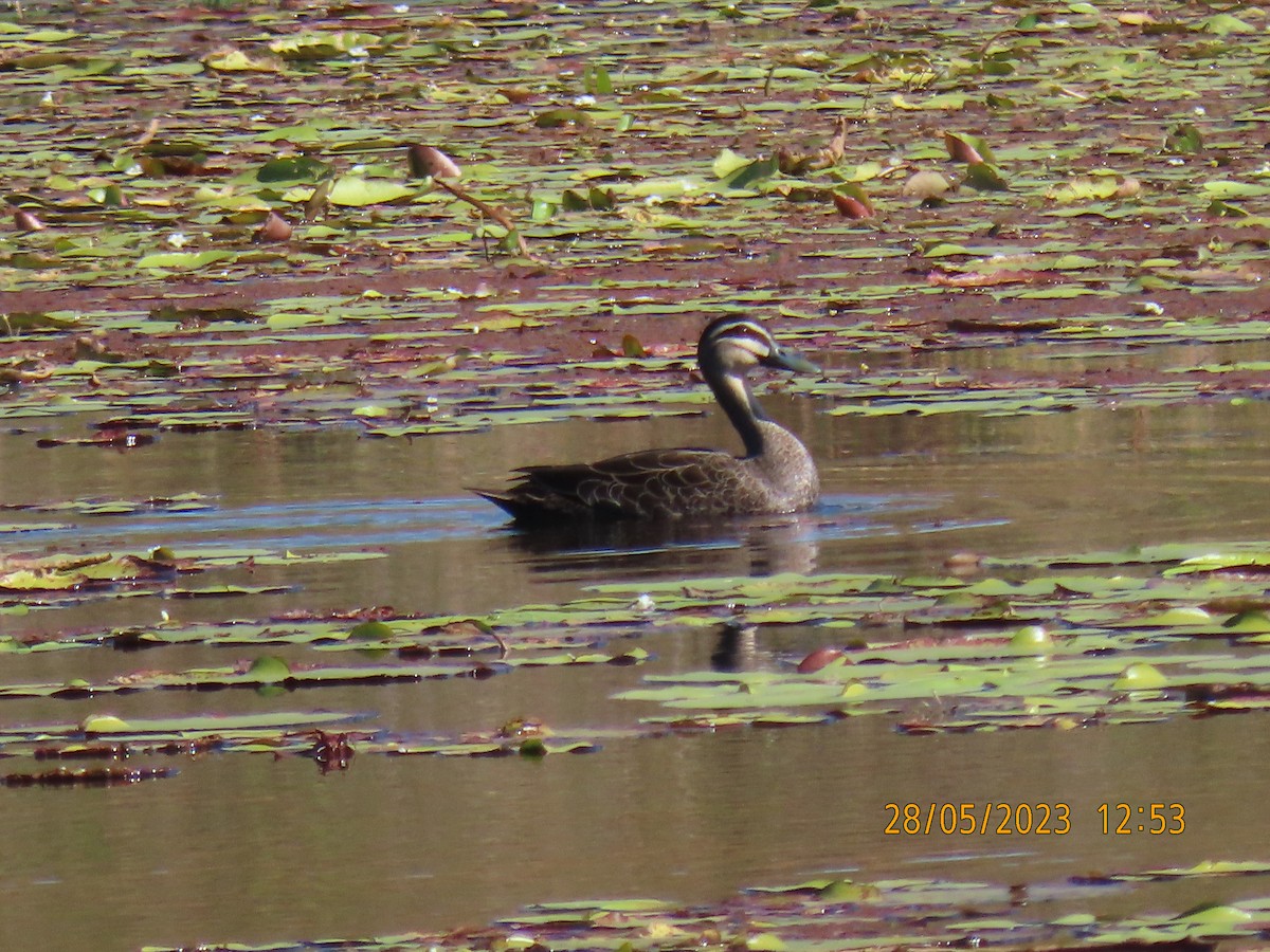 Pacific Black Duck - ML578519151