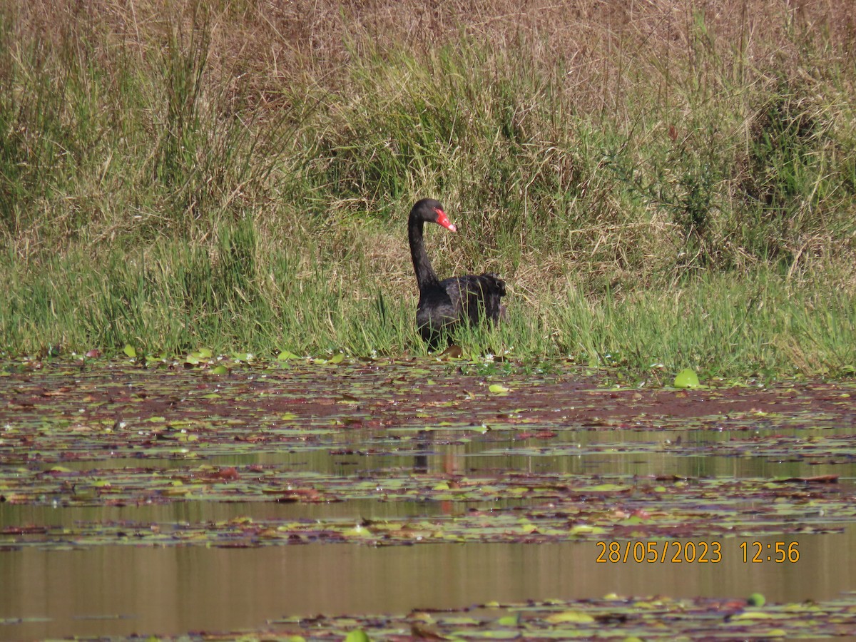 Black Swan - ML578519271