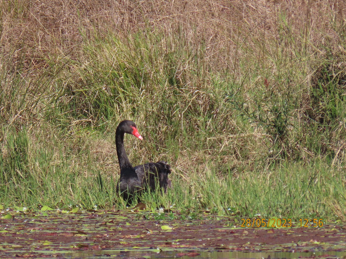 Black Swan - ML578519281