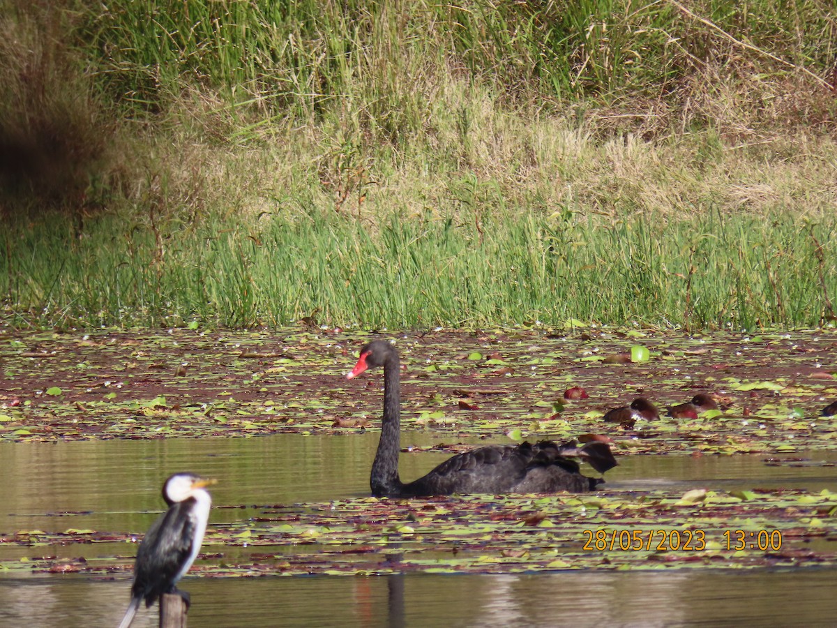 Black Swan - ML578519431