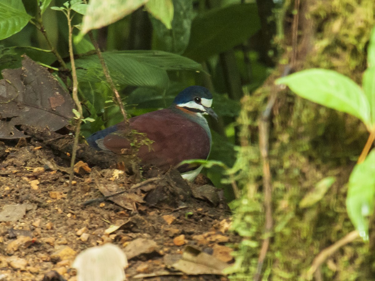 Purple Quail-Dove - ML578520061