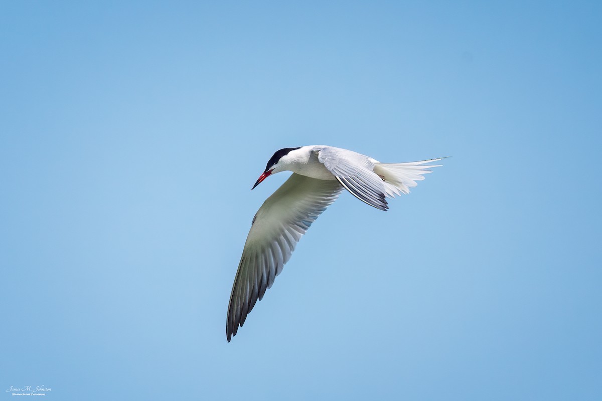 Common Tern - James Johnston