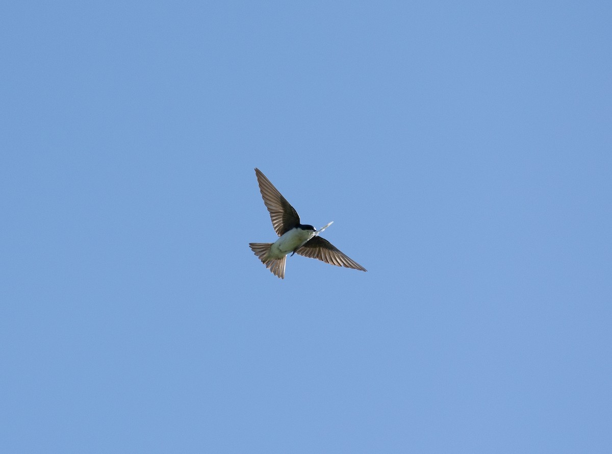 Golondrina Bicolor - ML578520561