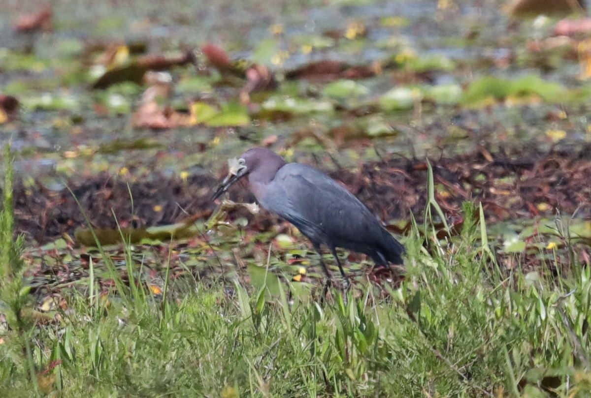 Little Blue Heron - ML578520741