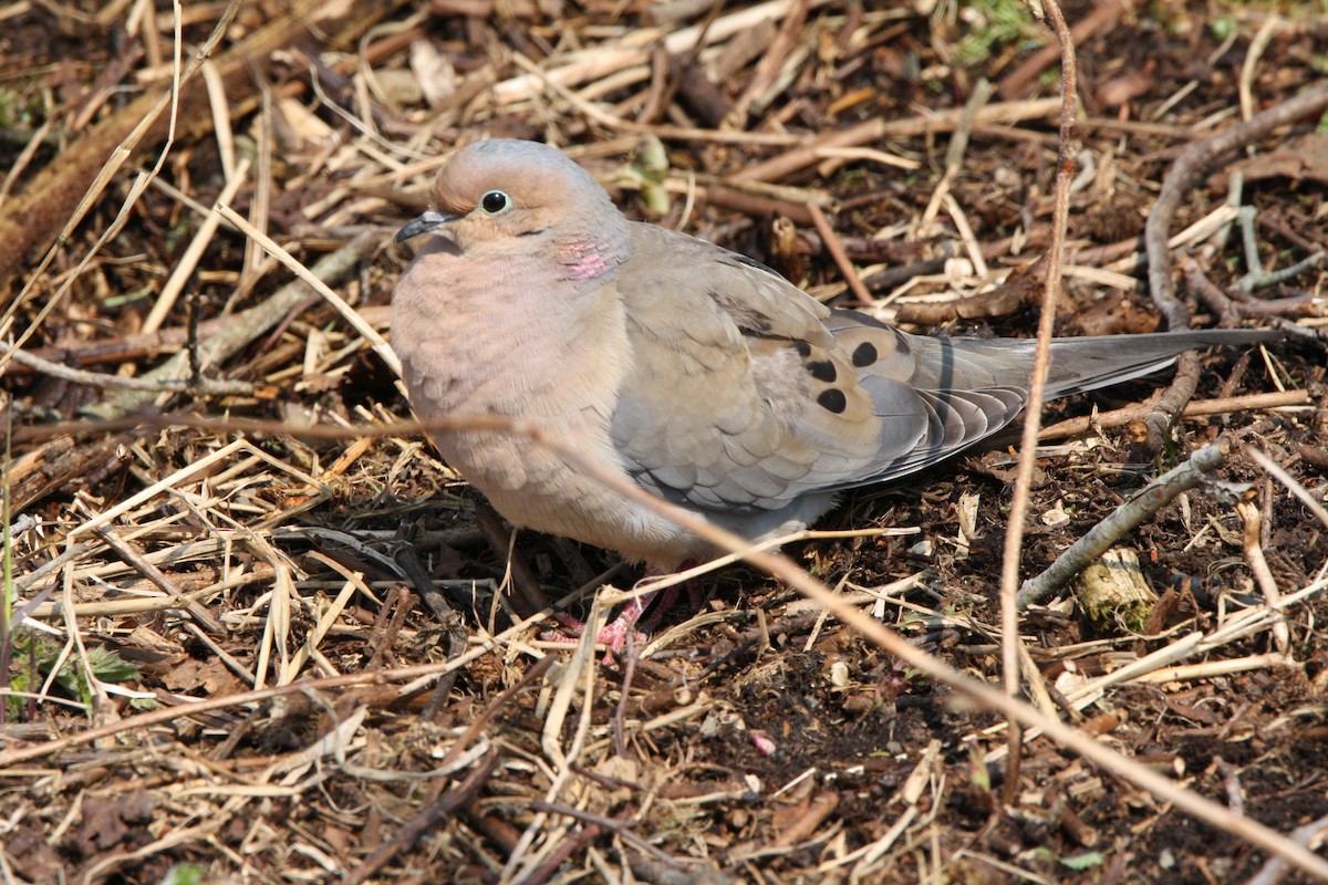 Mourning Dove - ML578520751